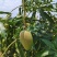 【精品】广西百色芒果桂七桂十大量上市一手货源价格美丽