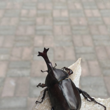 独角仙