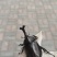 独角仙