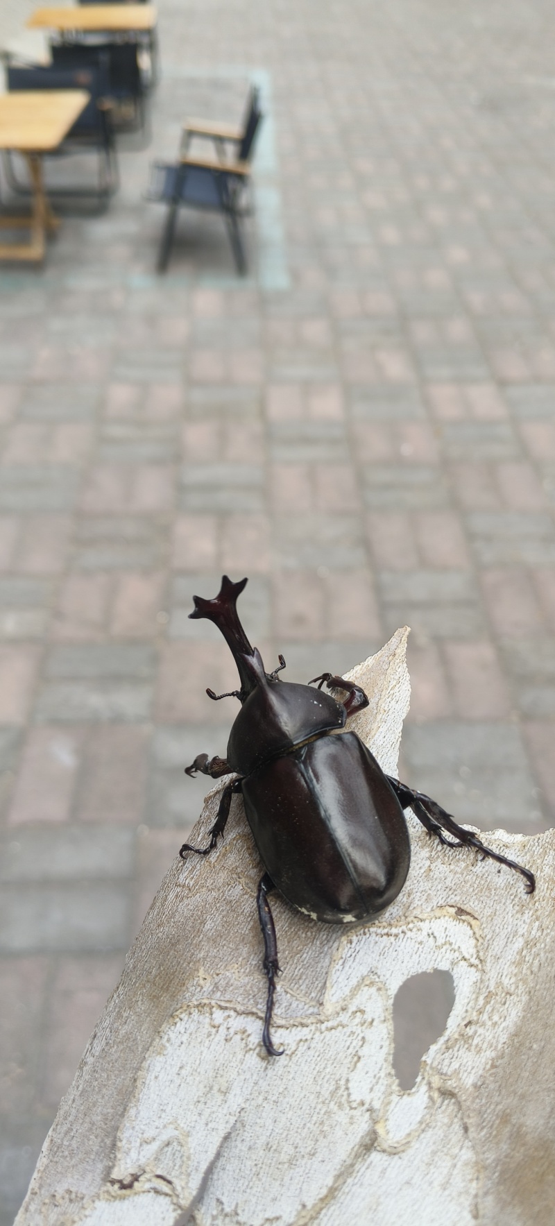 独角仙