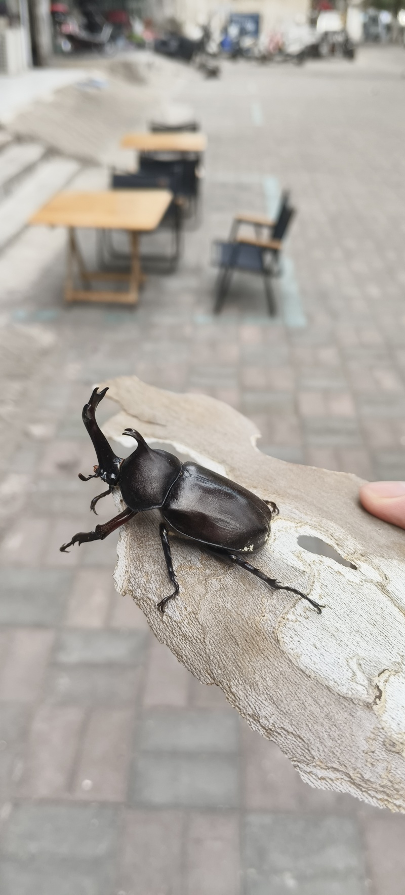 独角仙