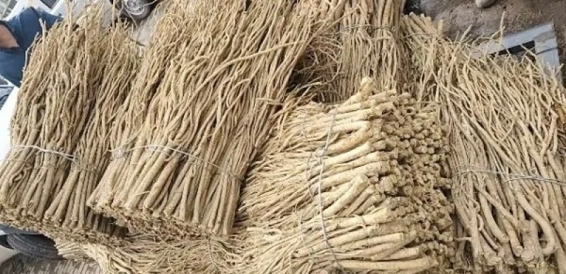 甘肃省岷县高原种植毛芪