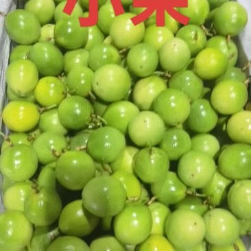 海南钦蜜9号百香果小黄金，大黄金原产地直供量大从优