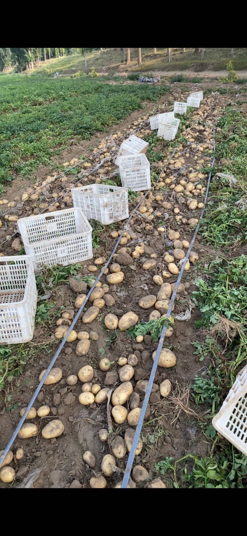 沃土土豆欢迎广大客商前来选购
