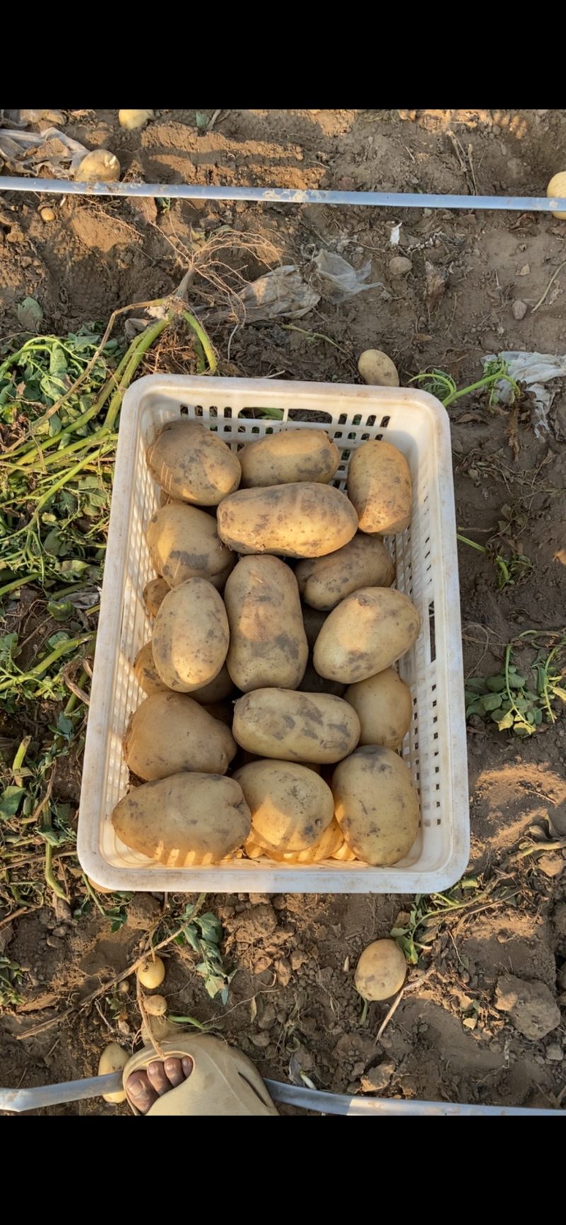 沃土土豆欢迎广大客商前来选购