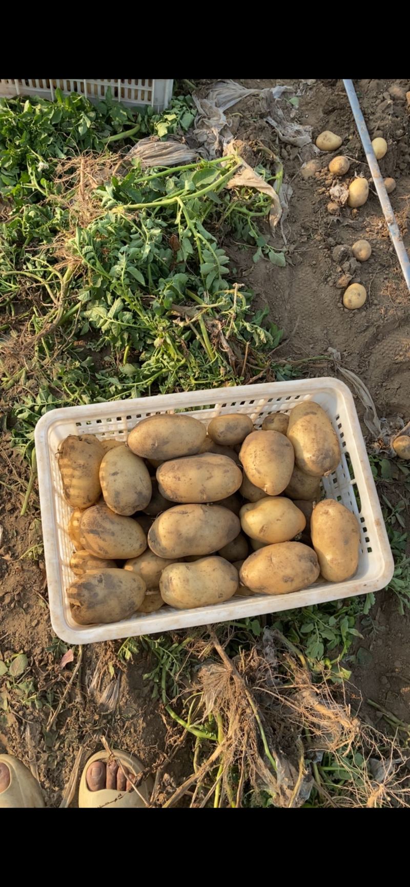 沃土土豆欢迎广大客商前来选购