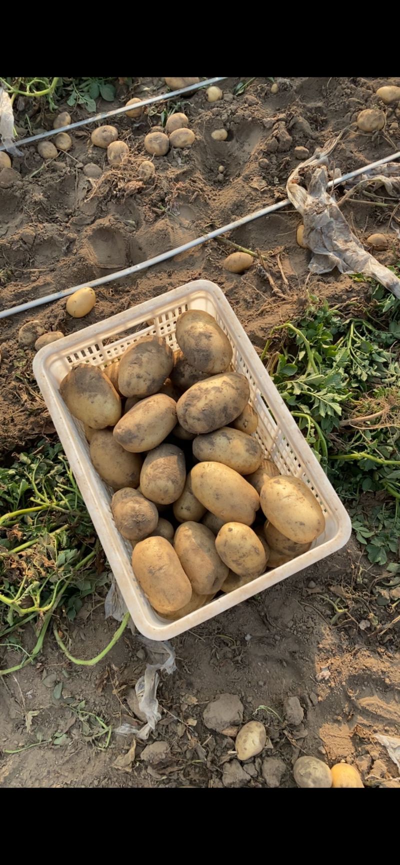 沃土土豆欢迎广大客商前来选购