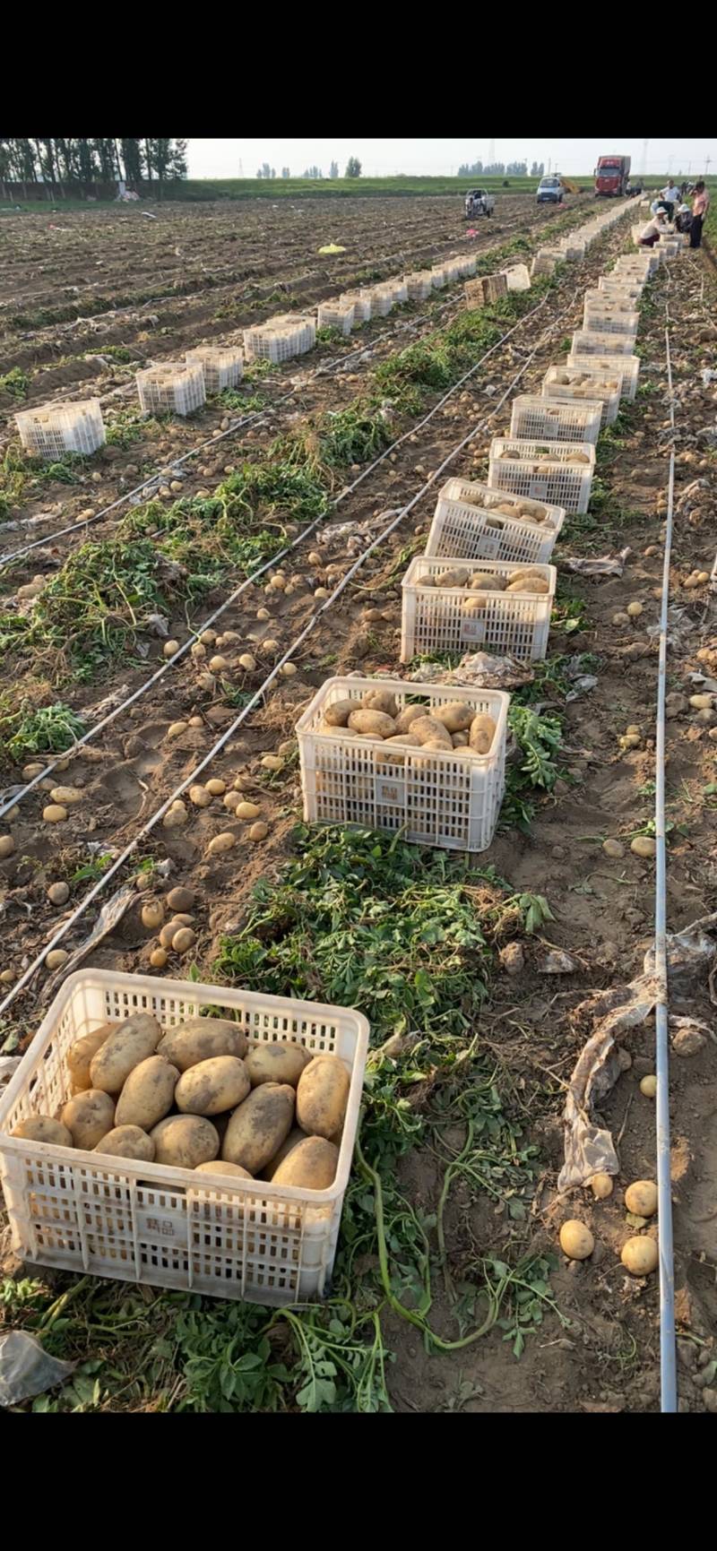 沃土土豆欢迎广大客商前来选购