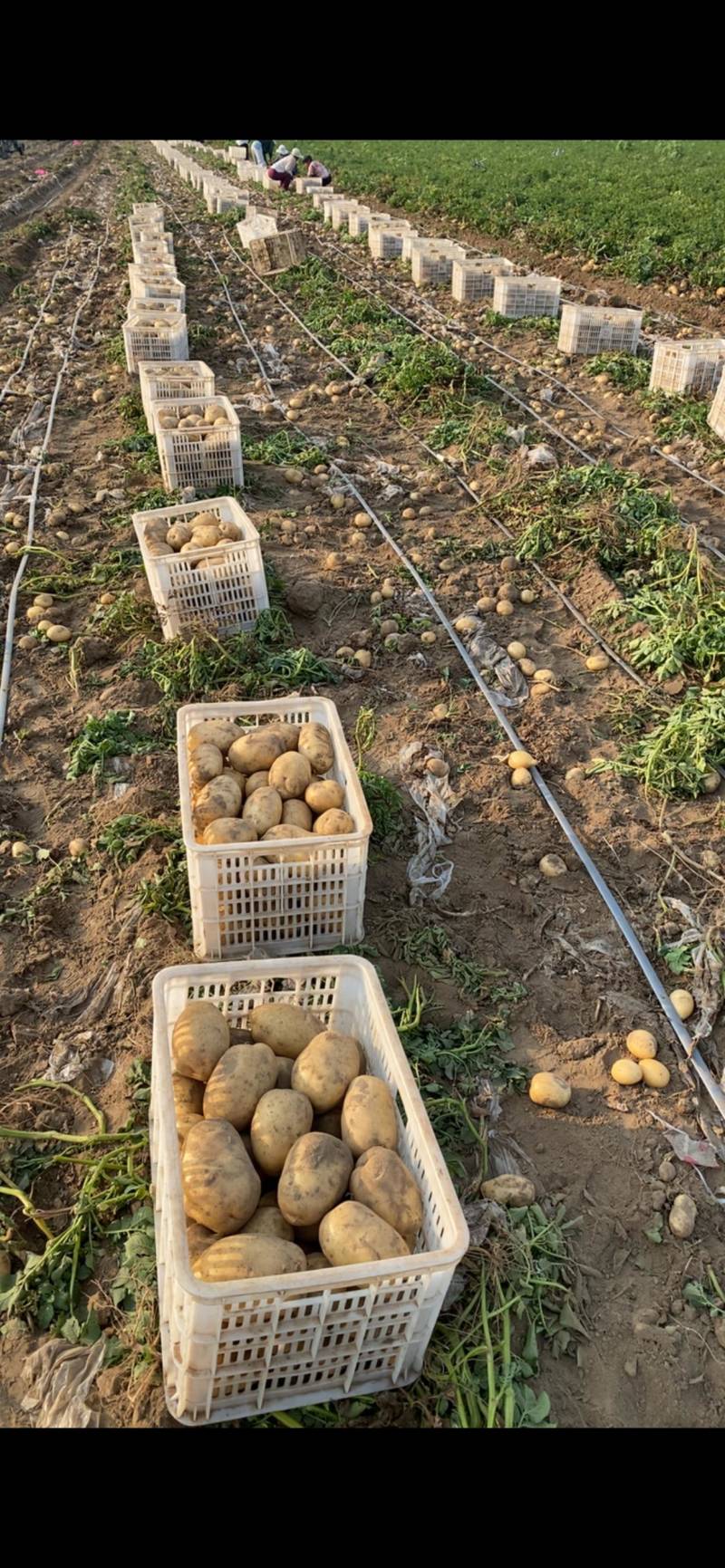 沃土土豆欢迎广大客商前来选购