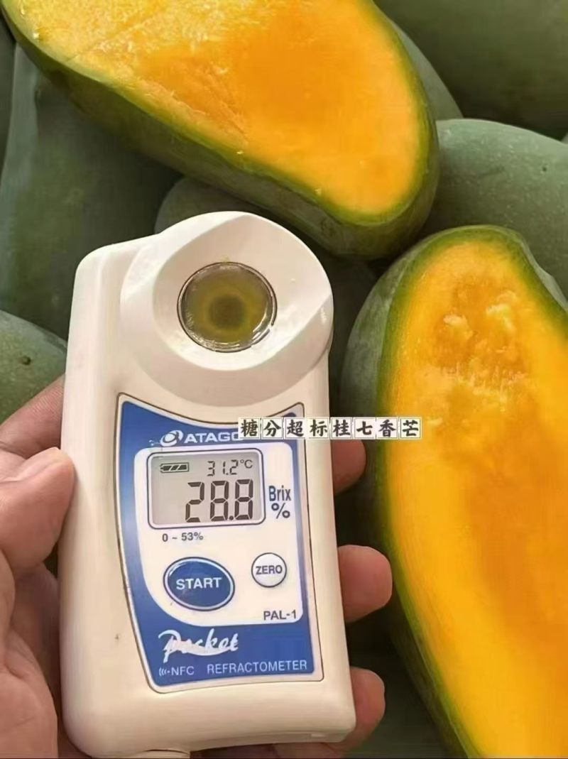 桂七芒