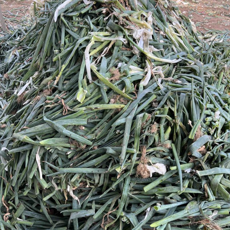 大葱下脚料，葱叶，一天有4000斤左右，需要的联系我