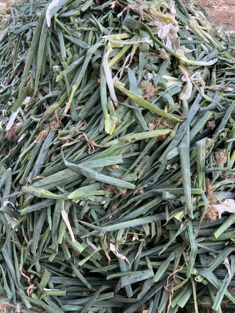 大葱下脚料，葱叶，一天有4000斤左右，需要的联系我