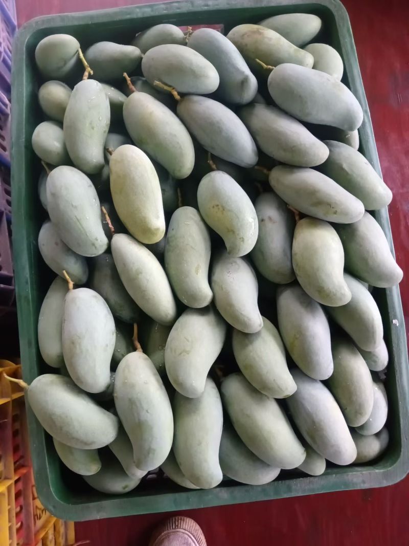 桂七芒