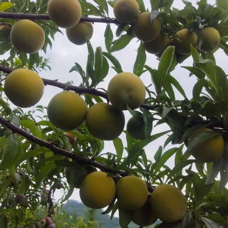 青脆李
