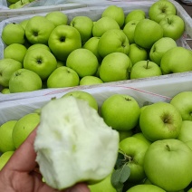 山东青苹果，纯晨阳苹果，现在先发对接市场，电商商超赶集，