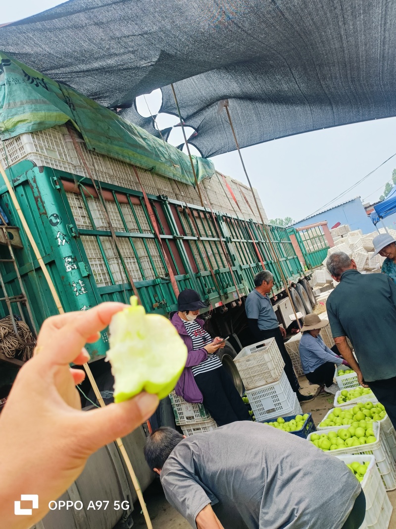 山东青苹果，纯晨阳苹果，现在先发对接市场，电商商超赶集，