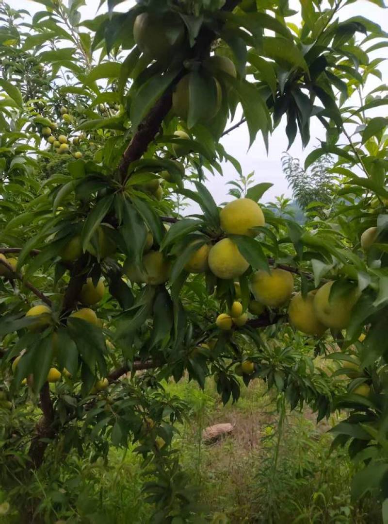 青脆李