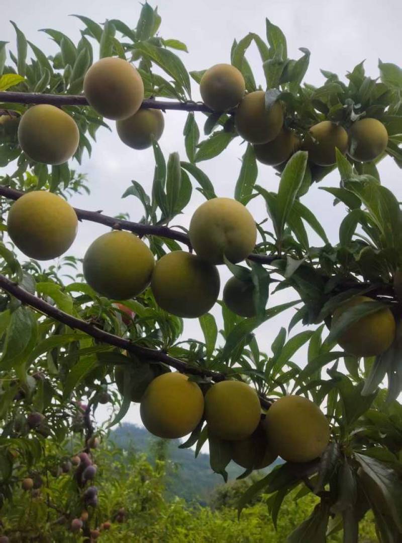 青脆李