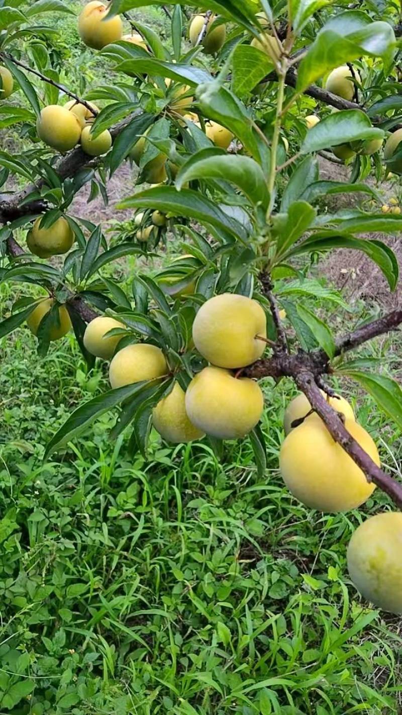 青脆李