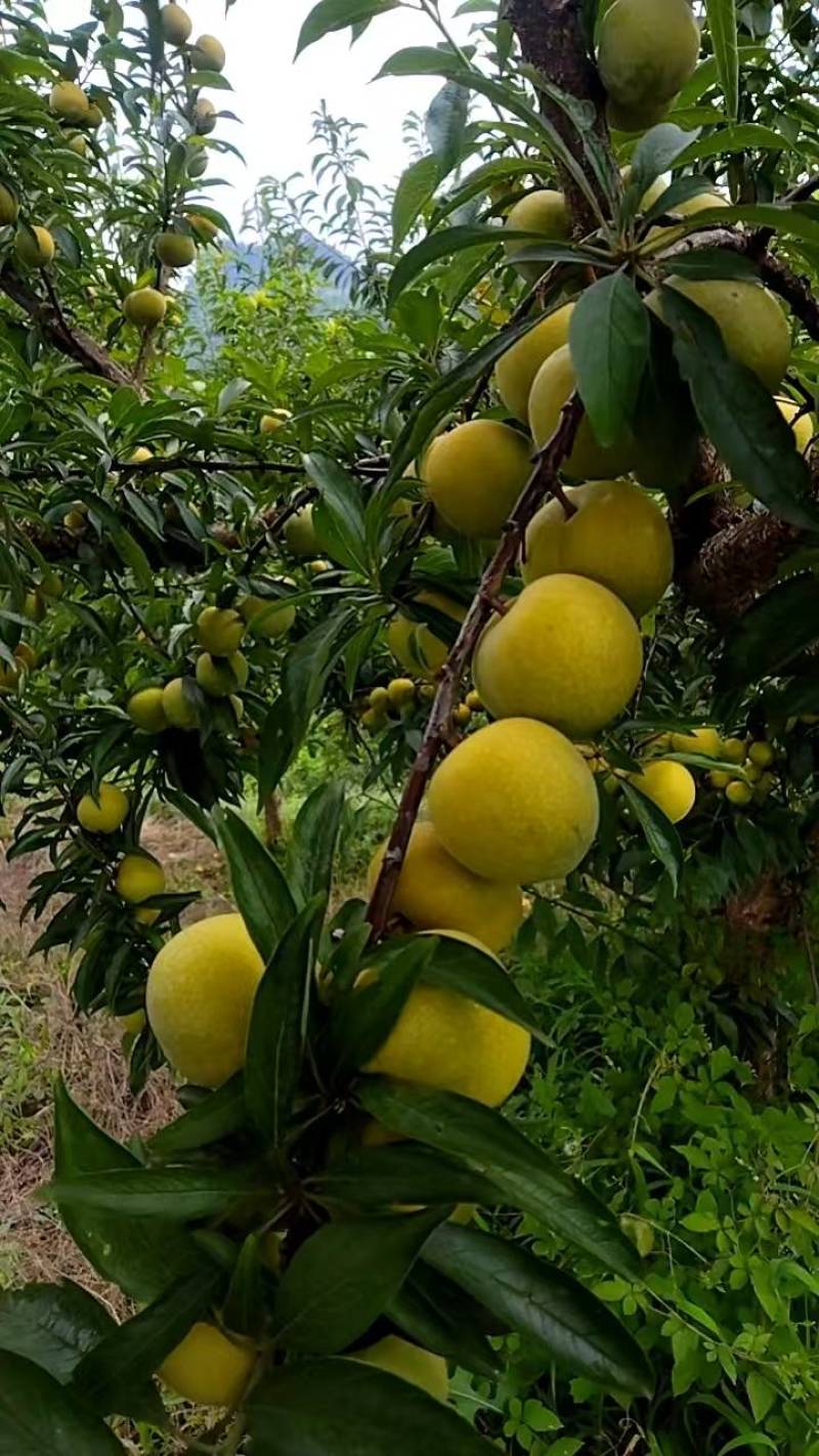 青脆李