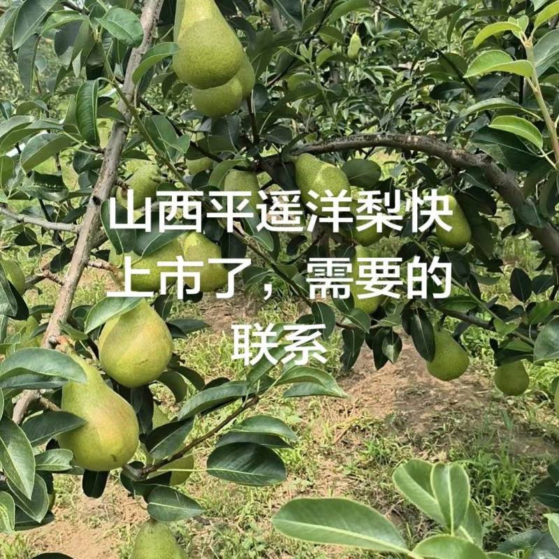 山西平遥洋梨太婆梨，大头梨，准备大量上市
