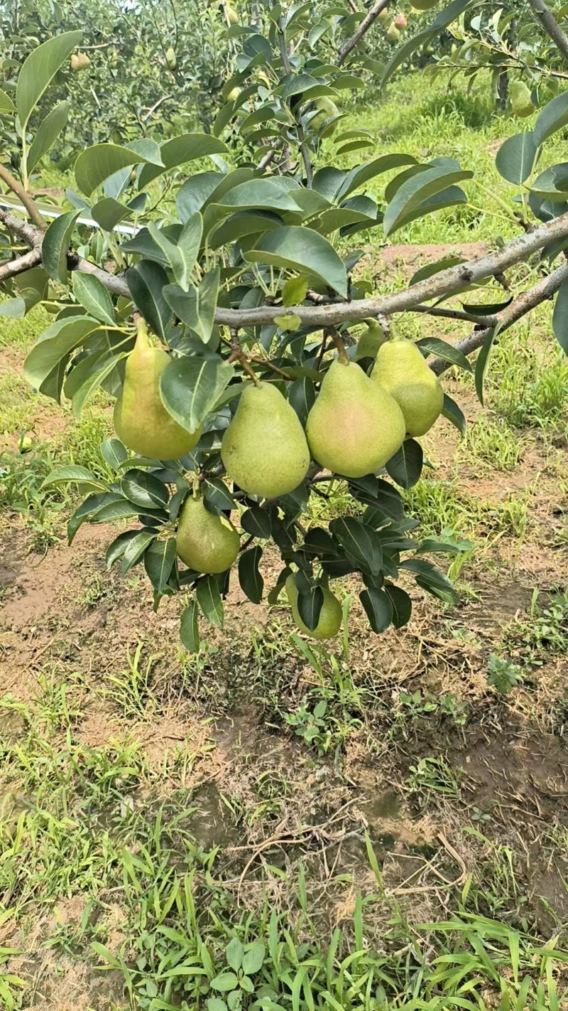 山西平遥洋梨太婆梨，大头梨，准备大量上市