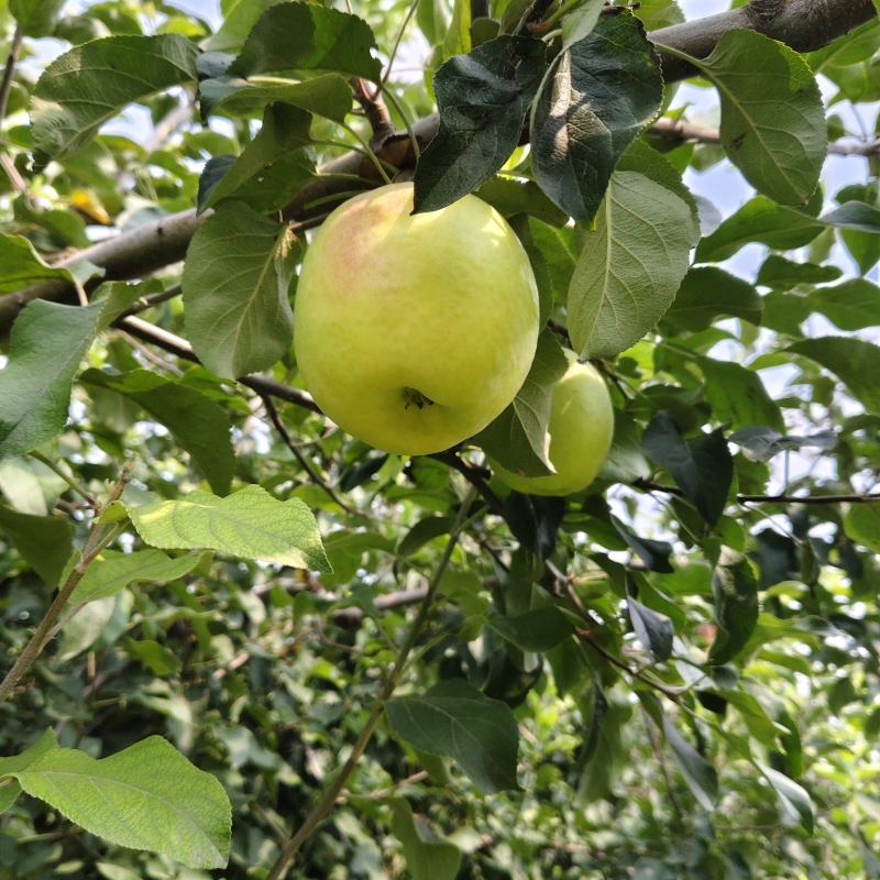 出售华硕苹果鲜果