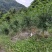云南九叶青花椒