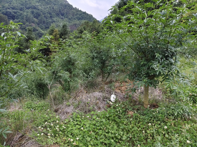 云南九叶青花椒