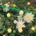 山西临汾白菊花，黄菊花大量出货，价格便宜。全国最低价。