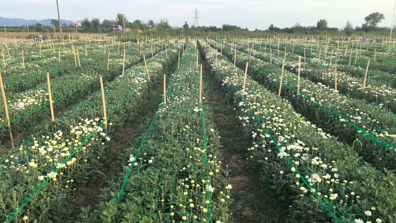 山西临汾白菊花，黄菊花大量出货，价格便宜。全国最低价。