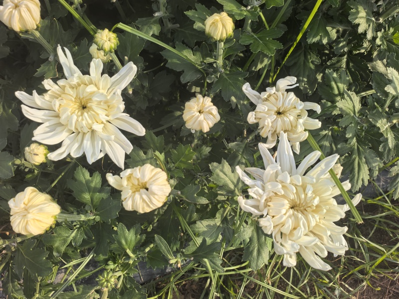 山西临汾白菊花，黄菊花大量出货，价格便宜。全国最低价。