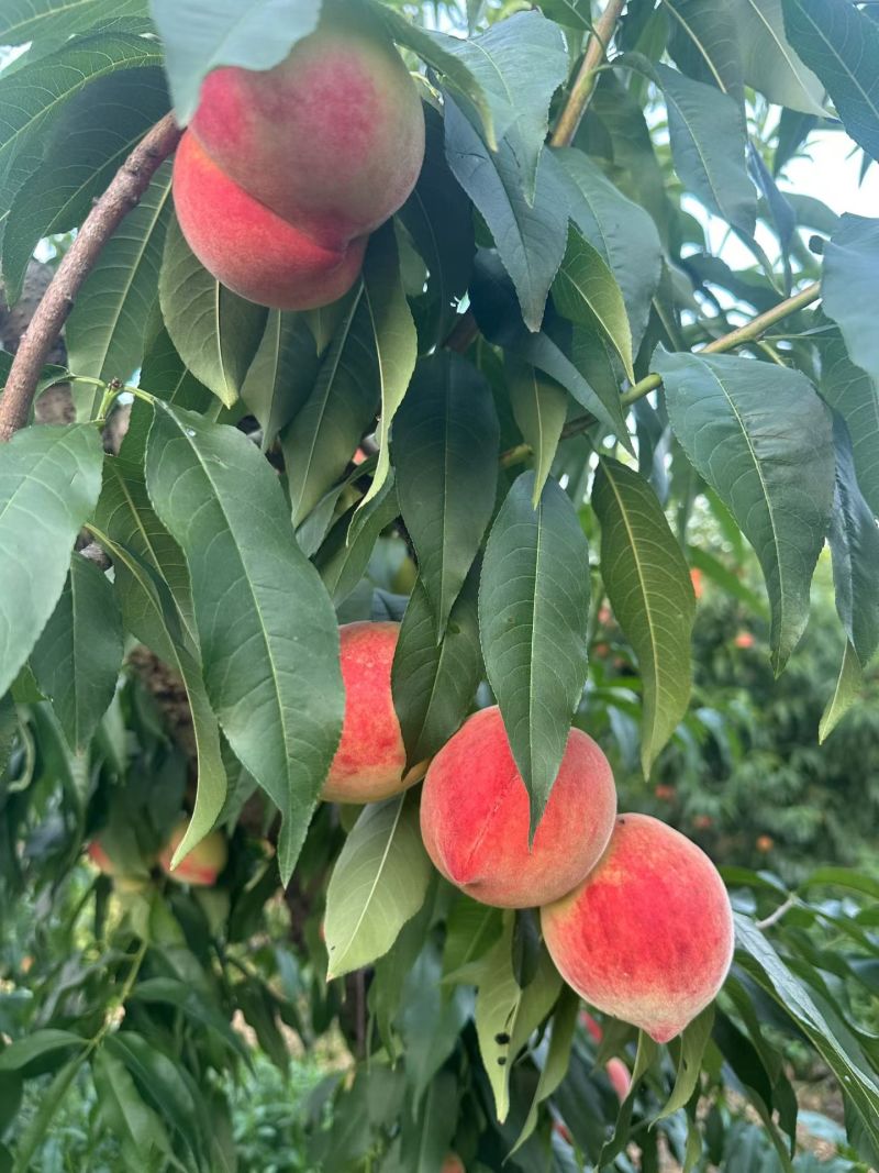 脆红沙桃子，个头大颜色好，货源充足，诚信代收