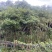 扁桃树，风景树，价格优惠，