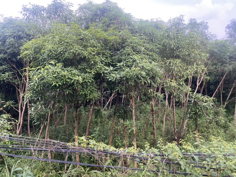 扁桃树，风景树，价格优惠，
