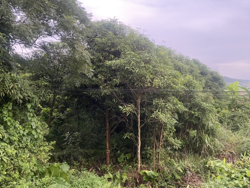 扁桃树，风景树，价格优惠，