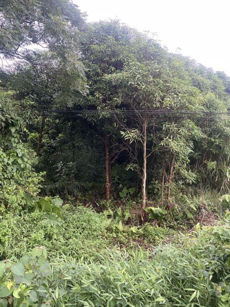 扁桃树，风景树，价格优惠，