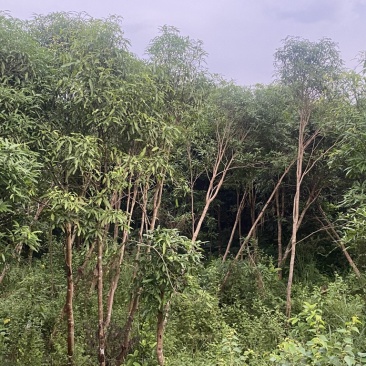 扁桃树，风景树，价格优惠，
