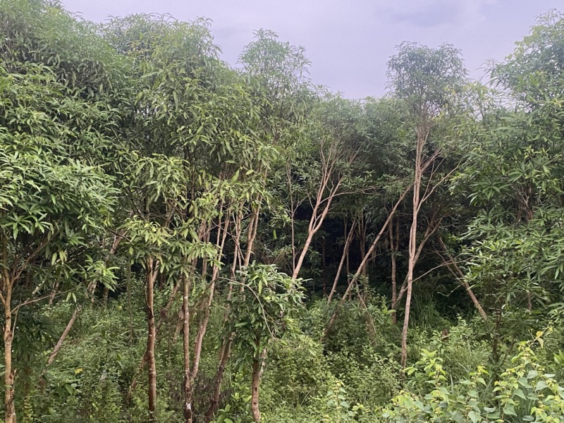 扁桃树，风景树，价格优惠，