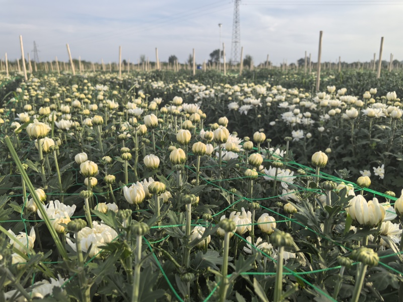 山西临汾白菊花，黄菊花大量出货，价格便宜。全国最低价。