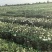 山西临汾白菊花，黄菊花大量出货，价格便宜。全国最低价。