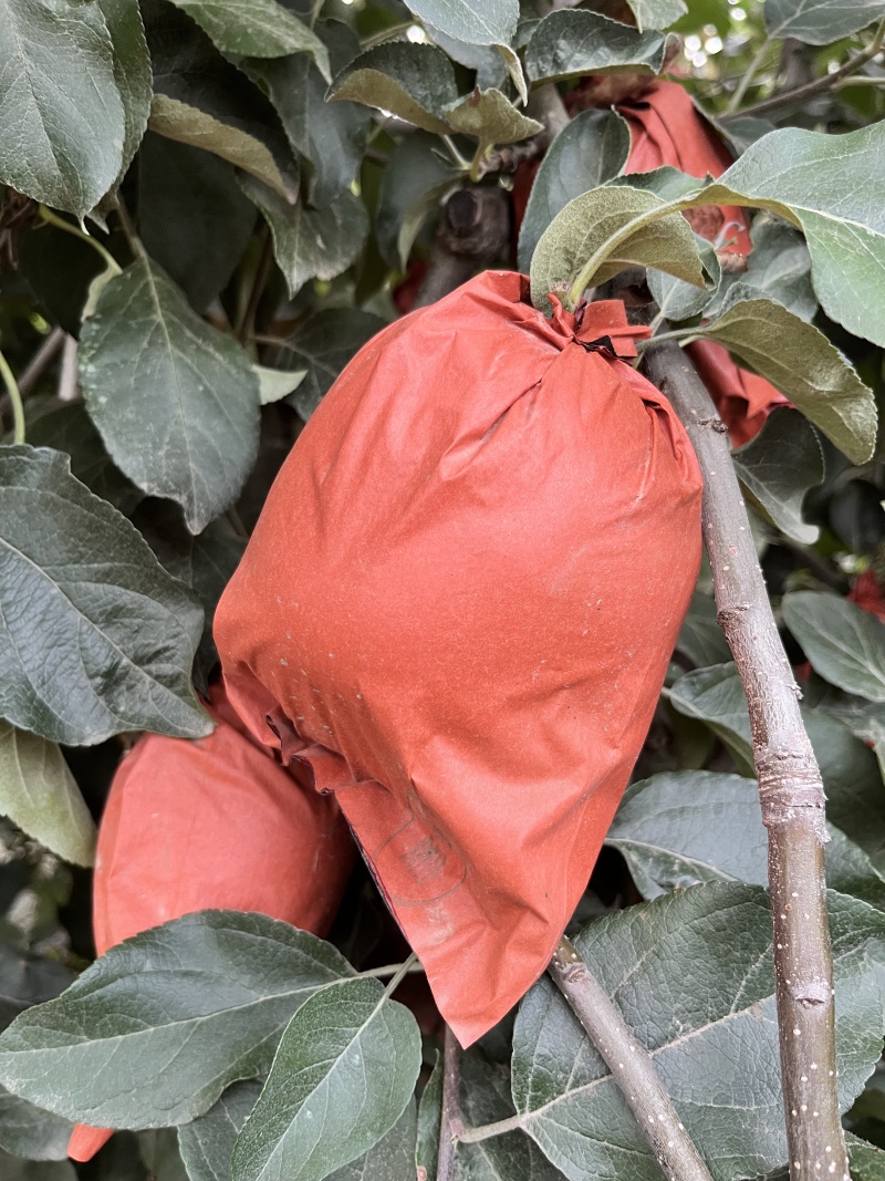 华硕精品苹果
