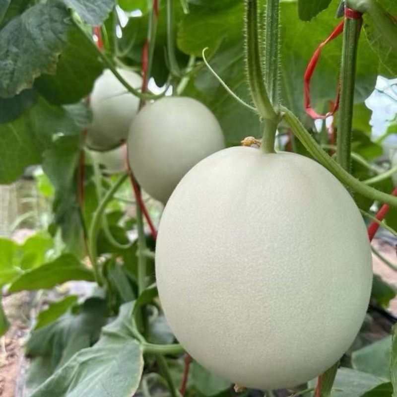 精品甜瓜玉菇甜瓜，大量供应，新鲜采摘，甜度高，产地直发