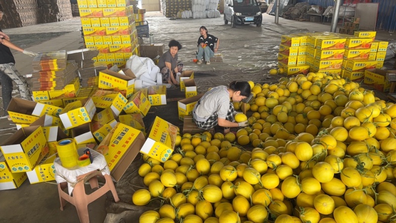 甘肃民勤蜜瓜产地直发承接电商一件代发社区团购落地配