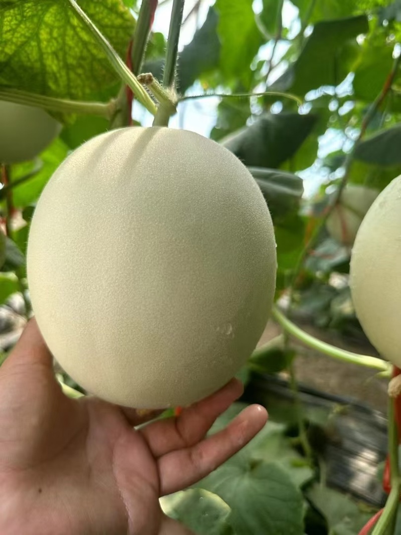 精品甜瓜玉菇甜瓜，大量供应，新鲜采摘，甜度高，产地直发