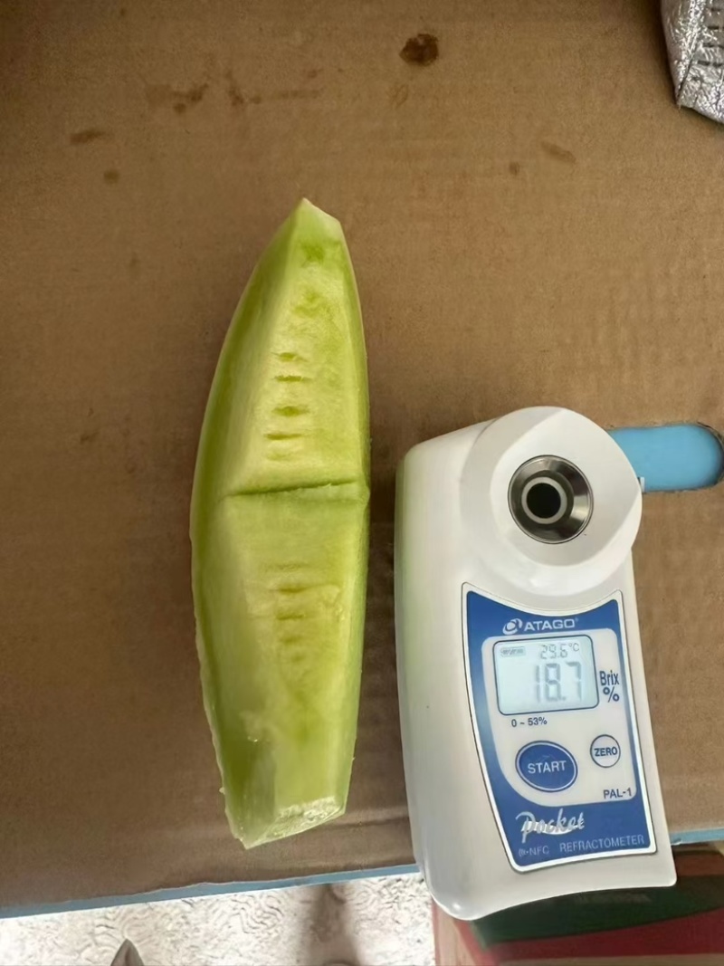 精品甜瓜玉菇甜瓜，大量供应，新鲜采摘，甜度高，产地直发