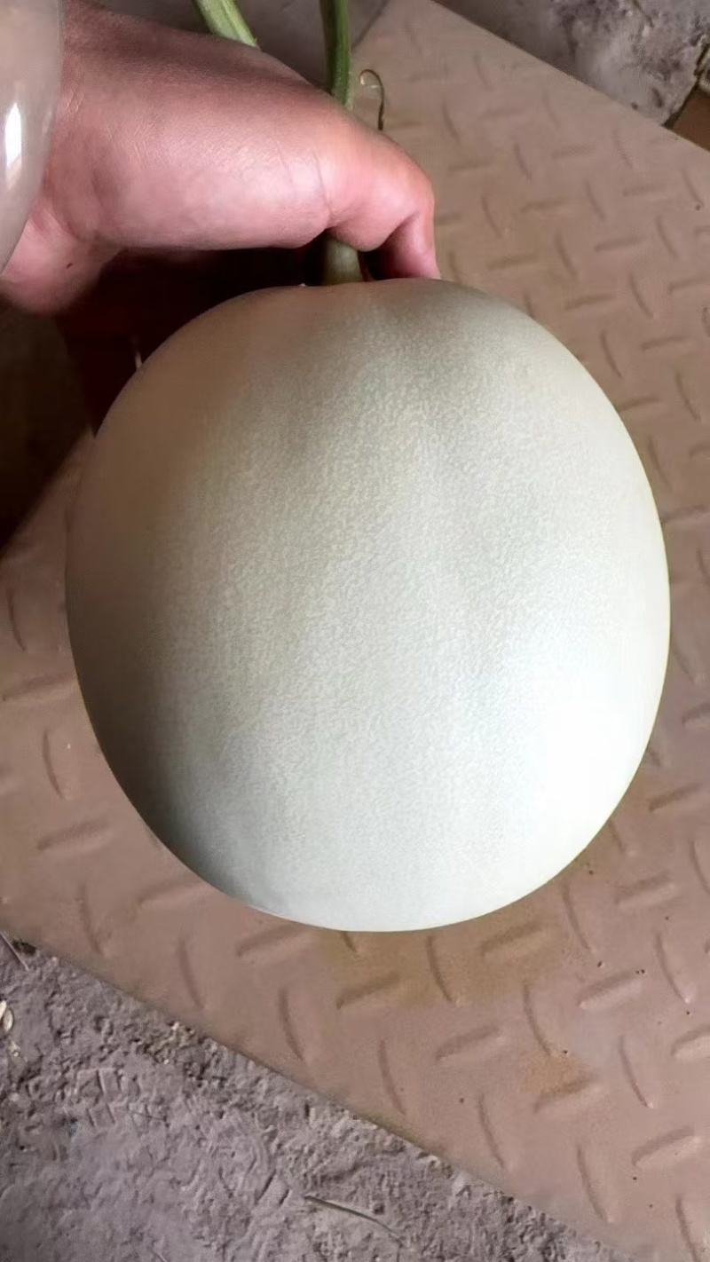 精品甜瓜玉菇甜瓜，大量供应，新鲜采摘，甜度高，产地直发