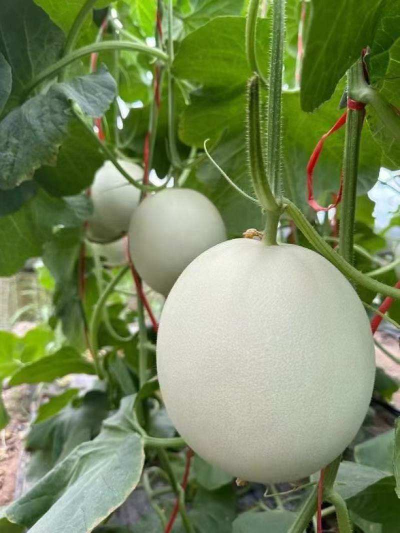 精品甜瓜玉菇甜瓜，大量供应，新鲜采摘，甜度高，产地直发