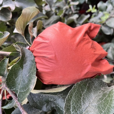 自家种植精品华硕苹果