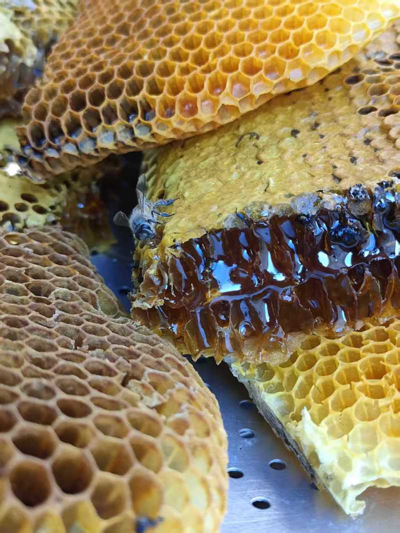 不喂糖、不浓缩，云南原始森林里的土蜂蜜